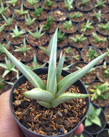 Sansevieria Chanin | Buy Online