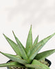 Sansevieria Chanin
