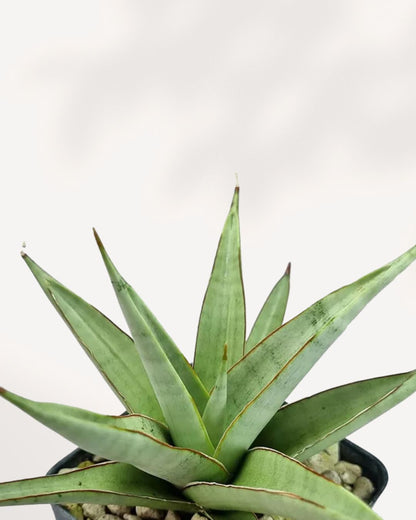 Sansevieria Chanin | Buy Online