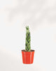 Sansevieria Cylindrica Braid 2.5" Pot - XSmall
