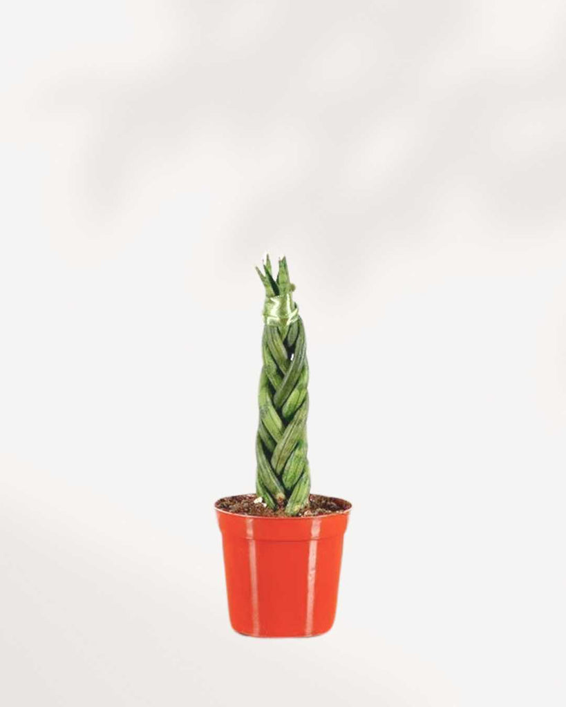 Sansevieria Cylindrica Braid 2.5" Pot - XSmall