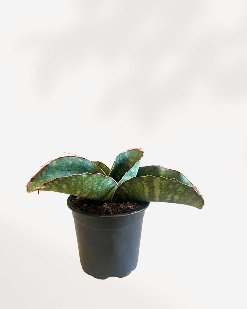 Sansevieria Dragon Wing 4” Pot - Small | Buy Online
