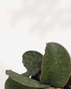 Close-up of Sansevieria Dragon Wing's long, curved leaves