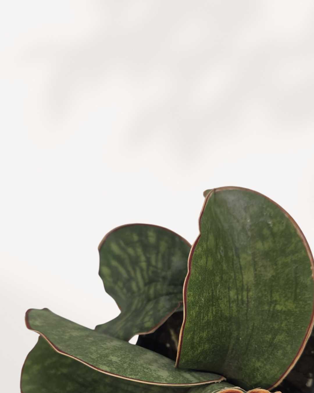 Close-up of Sansevieria Dragon Wing's long, curved leaves