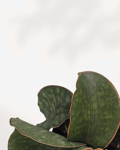 Close-up of Sansevieria Dragon Wing's long, curved leaves
