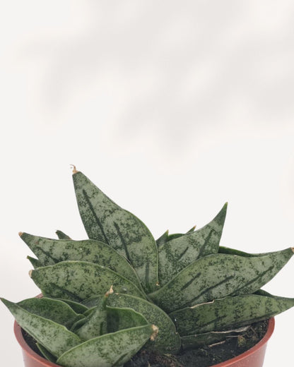 Close-up of Sansevieria Dwarf Boncel Starfish showing thick dark green leaves with silver-grey mottled patterning and pointed tips fanning outward, rare compact snake plant with striking textured foliage