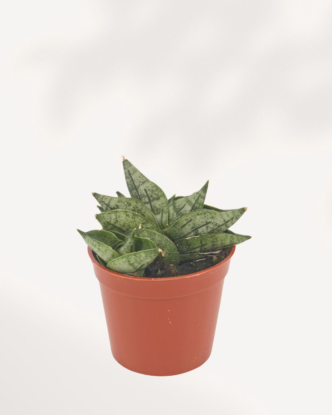 Sansevieria Dwarf Boncel Starfish in nursery pot showing compact flat rosette of thick dark green mottled leaves fanning out in a starfish shape, small beginner-friendly snake plant for desks and shelves Canada