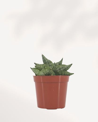Sansevieria Dwarf Boncel Starfish full front view in terracotta nursery pot showing low-growing flat starfish rosette of mottled green succulent leaves, compact indoor snake plant delivered across Canada