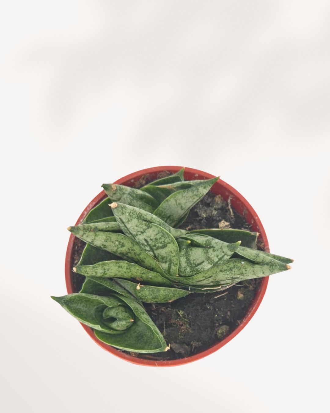 Overhead view of Sansevieria Dwarf Boncel Starfish in terracotta pot showing flat circular rosette of thick mottled green leaves spreading outward like a starfish, low maintenance indoor succulent for bright Canadian homes