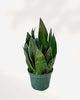 Sansevieria Fabi 6" Pot Medium