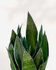 Sansevieria Fabi