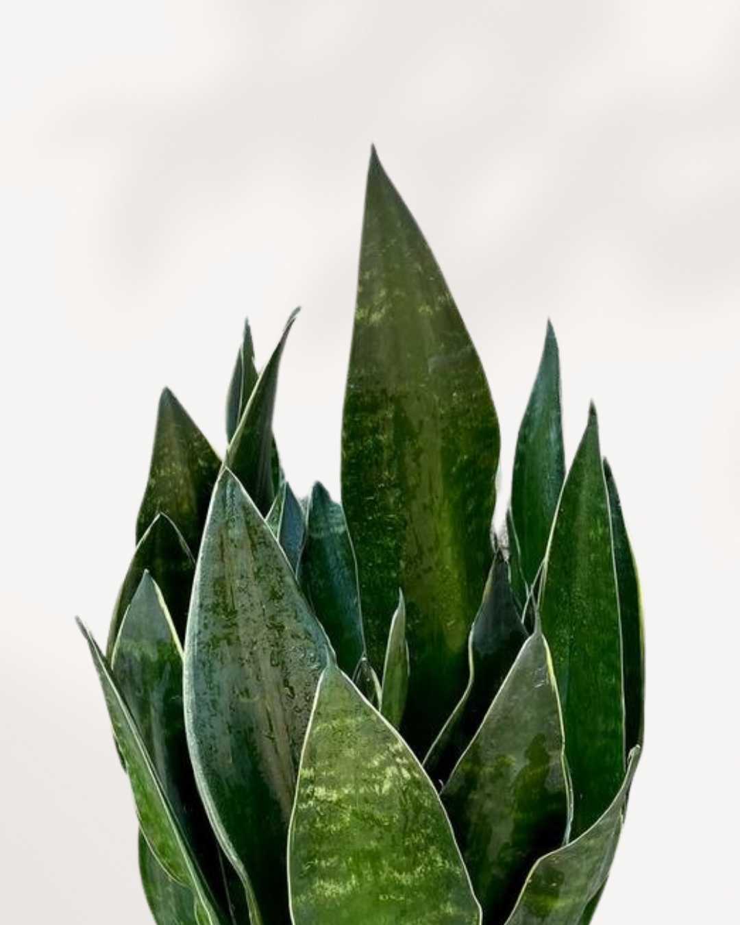 Sansevieria Fabi | Buy Online