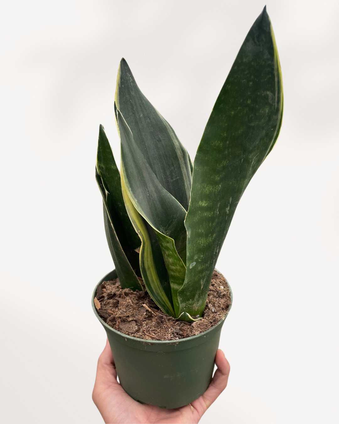 Sansevieria Fabi | Buy Online