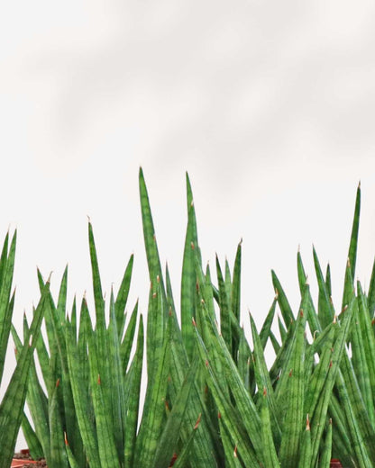 sansevieria spiky Sansevieria Francissii Spiky | Buy Rare Snake Plant Online in Canada | Mygreenscape