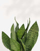 Sansevieria Futura Robusta