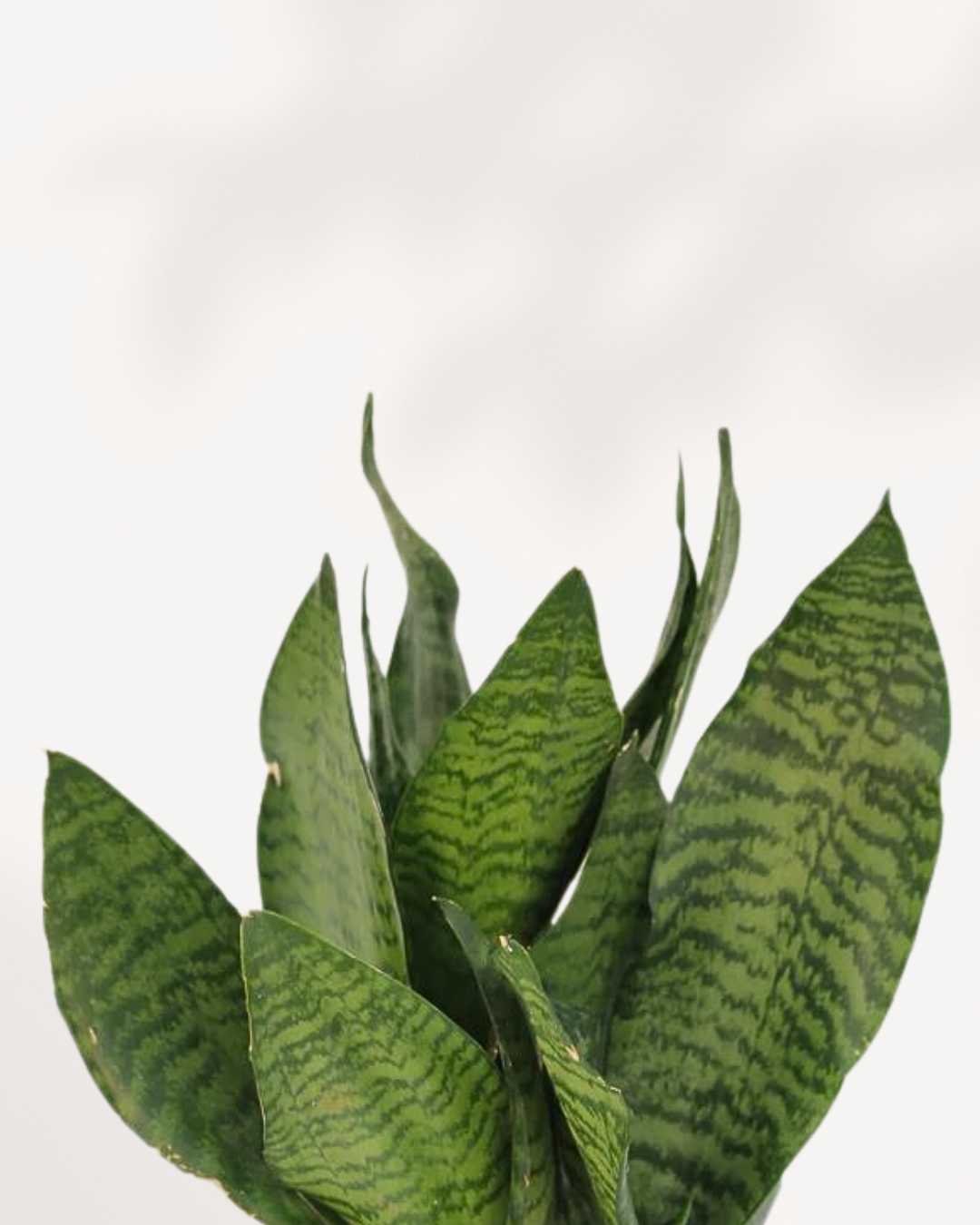 sansevieria trifasciata 'futura robusta' Sansevieria Futura Robusta | Low-Maintenance Houseplant | Mygreenscape