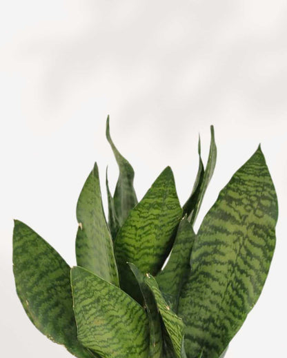 futura robusta snake plant benefits Sansevieria Futura Robusta | Low-Maintenance Houseplant | Mygreenscape