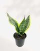 Sansevieria Futura Superba 6" Pot - Medium (Expect some blemishes)