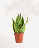 Sansevieria Futura Superba 3.5" Pot - XSmall (Expect some blemishes)