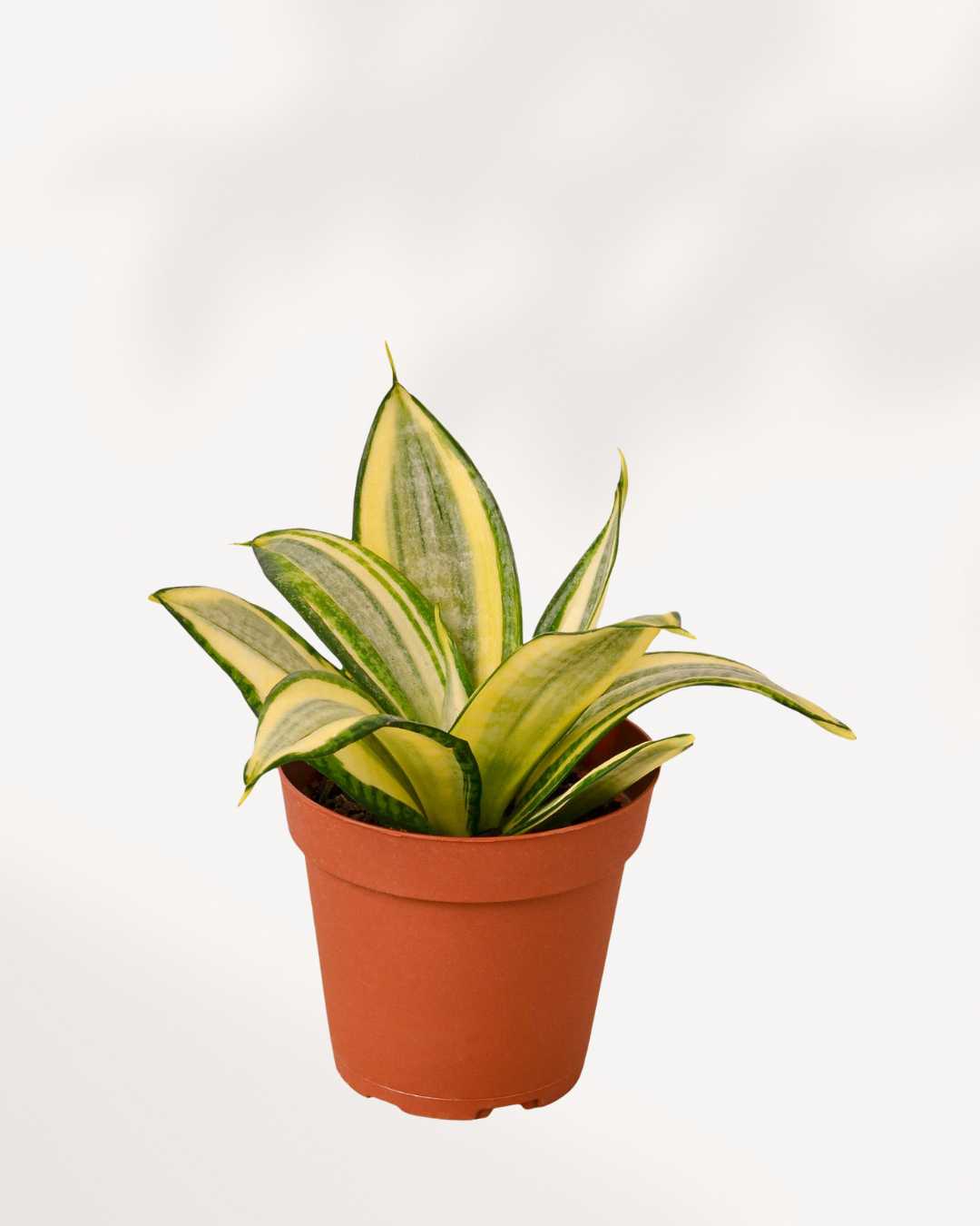 Sansevieria Golden Hahnii | Buy Online