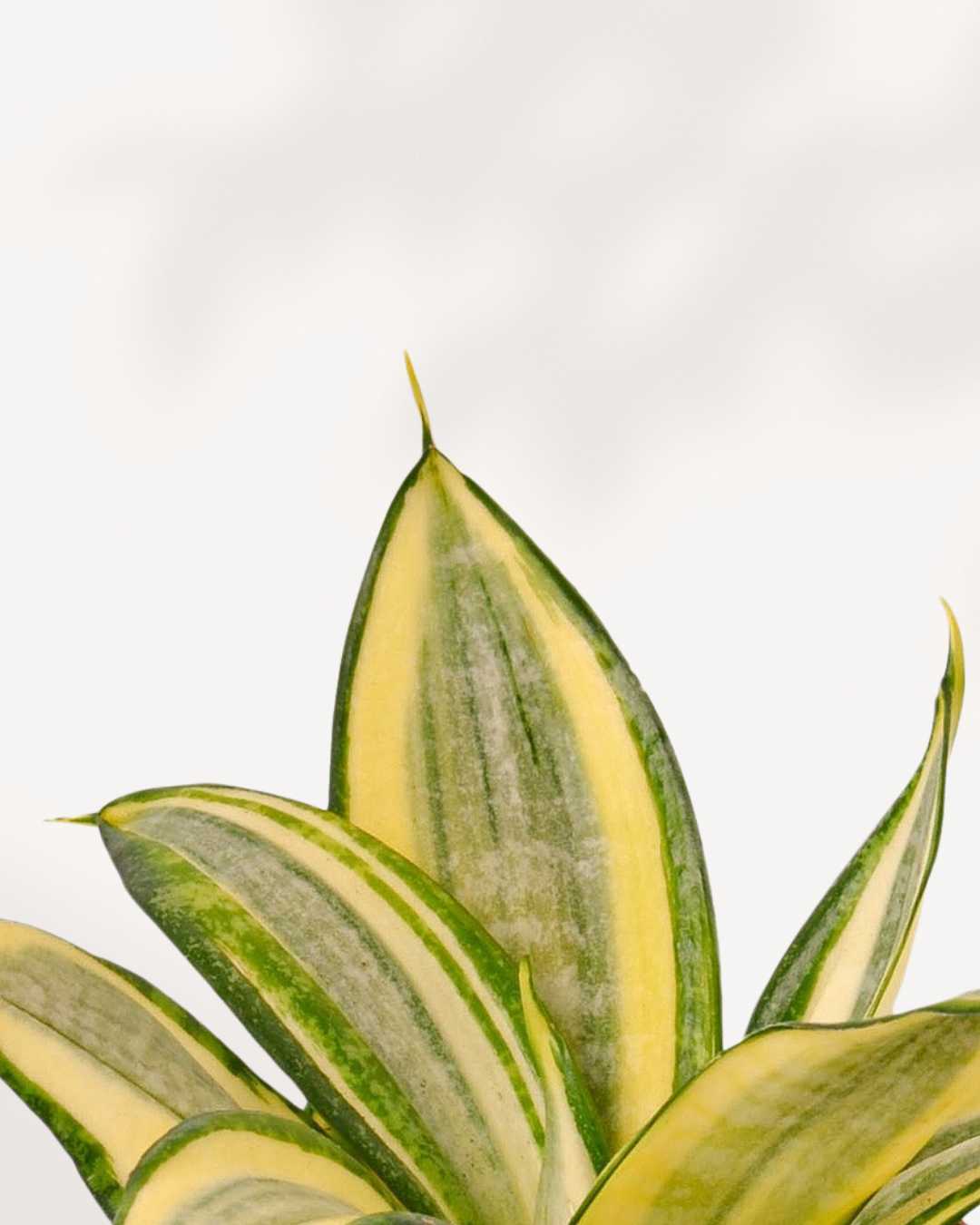 Sansevieria Golden Hahnii | Buy Online