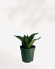 Sansevieria Hahnii Birdsnest 4" Pot - Small