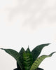 Sansevieria Hahnii Birdsnest