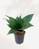 Sansevieria Hahnii Black Jade 4" Pot - Small