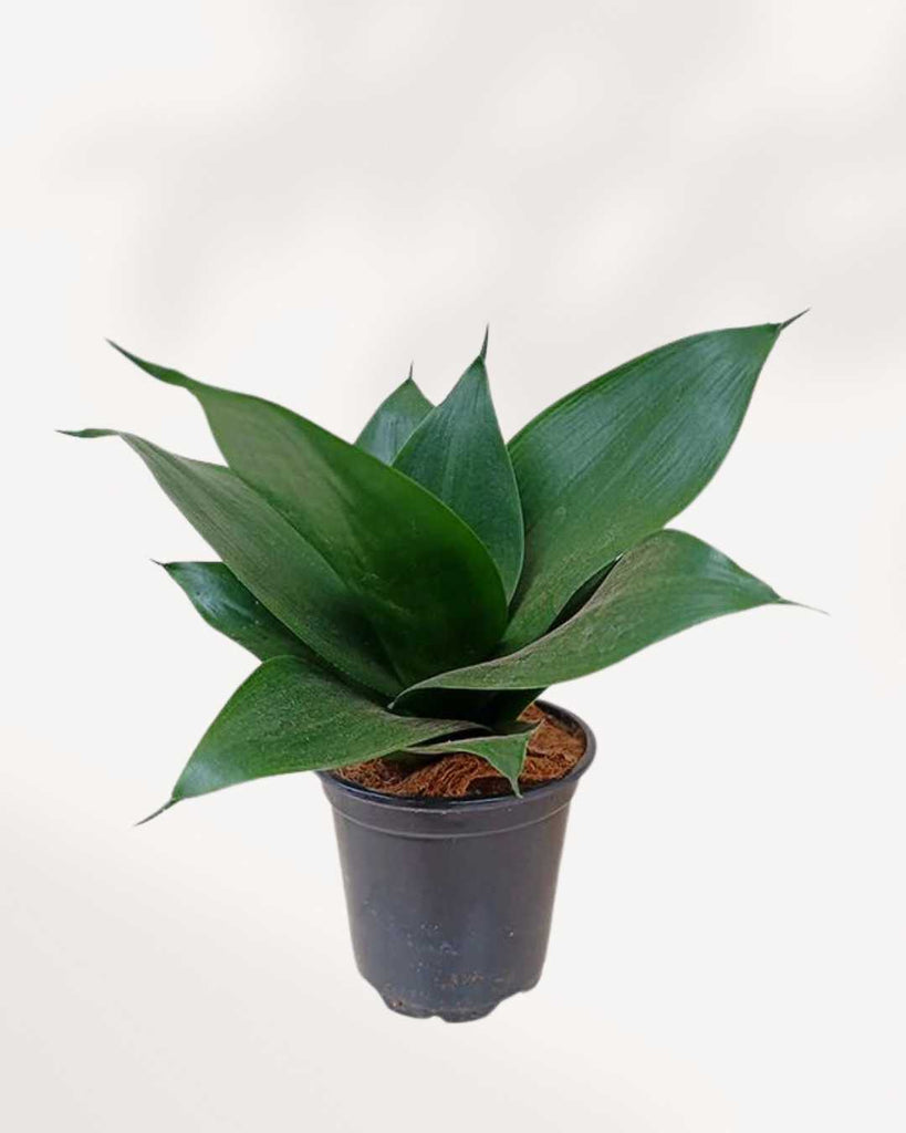 Sansevieria Hahnii Black Jade 4" Pot - Small
