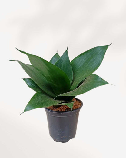 sansevieria black hahnii Sansevieria Hahnii Black Jade | Buy Online - Rare and Beautiful Indoor Plant | Mygreenscape