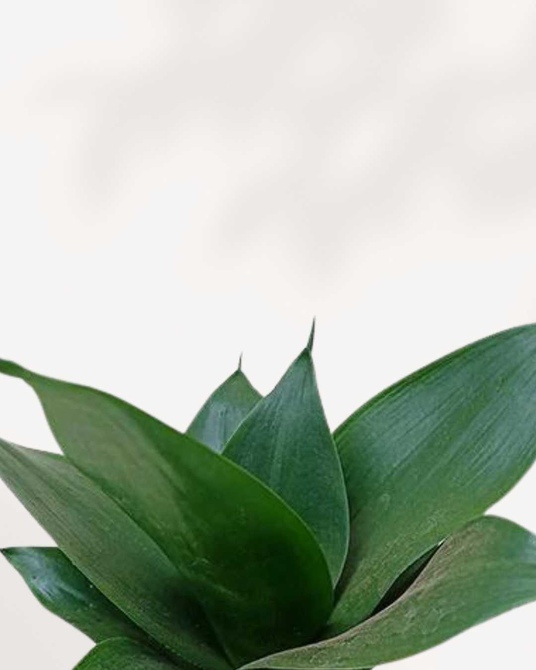 Sansevieria Hahnii Black Jade | Buy Online