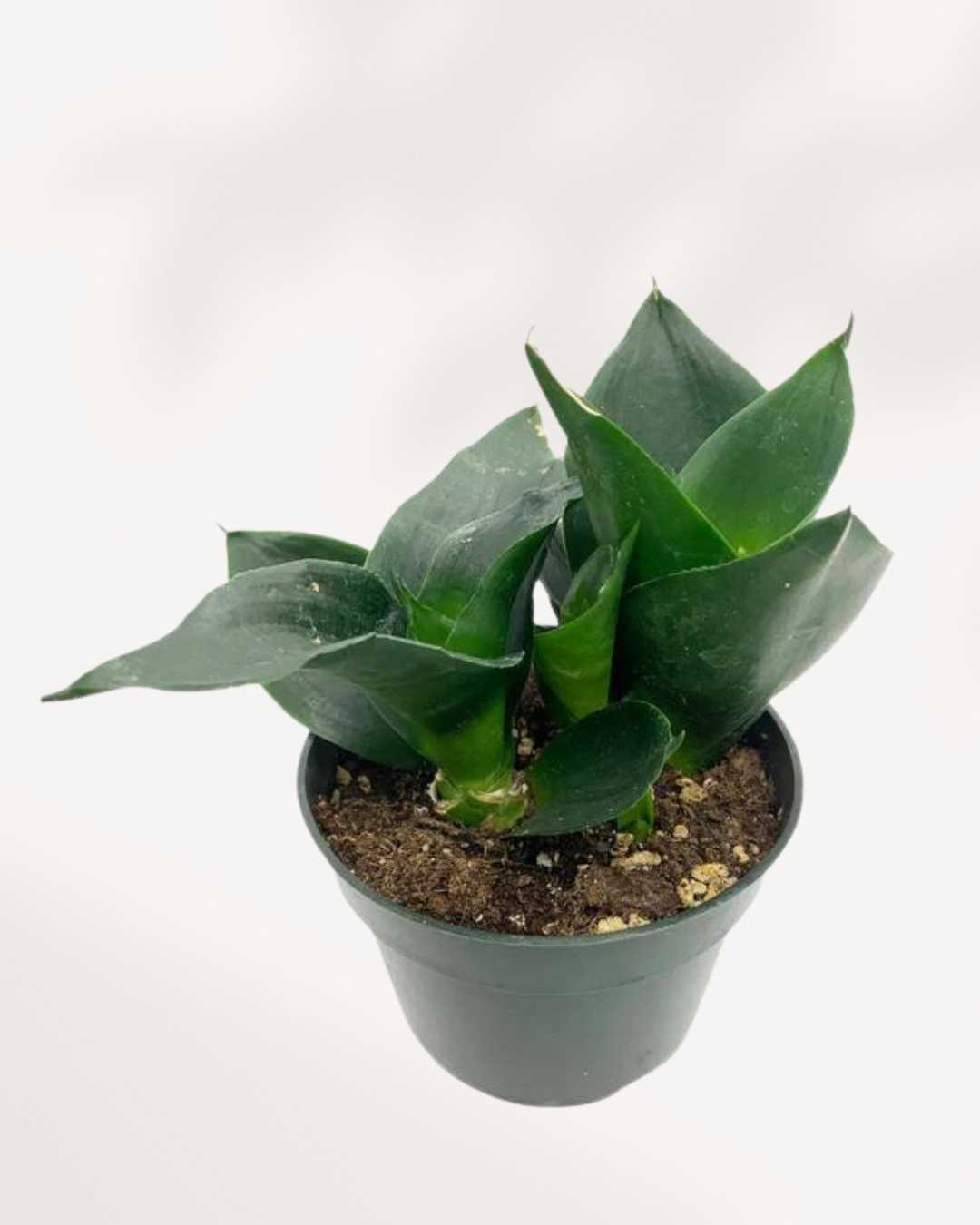 Sansevieria Hahnii Black Jade | Buy Online