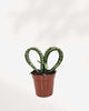 Sansevieria Hearts Coracao 3.5" Pot - Small