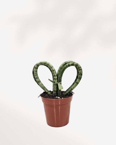 heart shaped snake plant Buy Sansevieria Hearts Coracao: Heart-Shaped Succulent | Mygreenscape