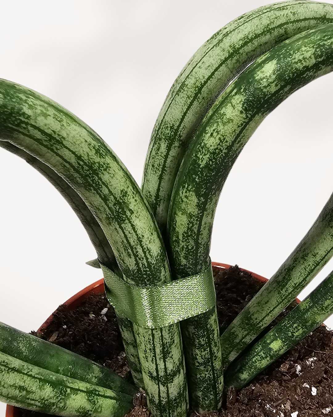 heart shaped snake plant Buy Sansevieria Hearts Coracao: Heart-Shaped Succulent | Mygreenscape