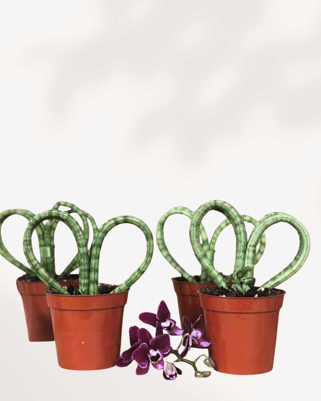 sansevieria heart Buy Sansevieria Hearts Coracao: Heart-Shaped Succulent | Mygreenscape
