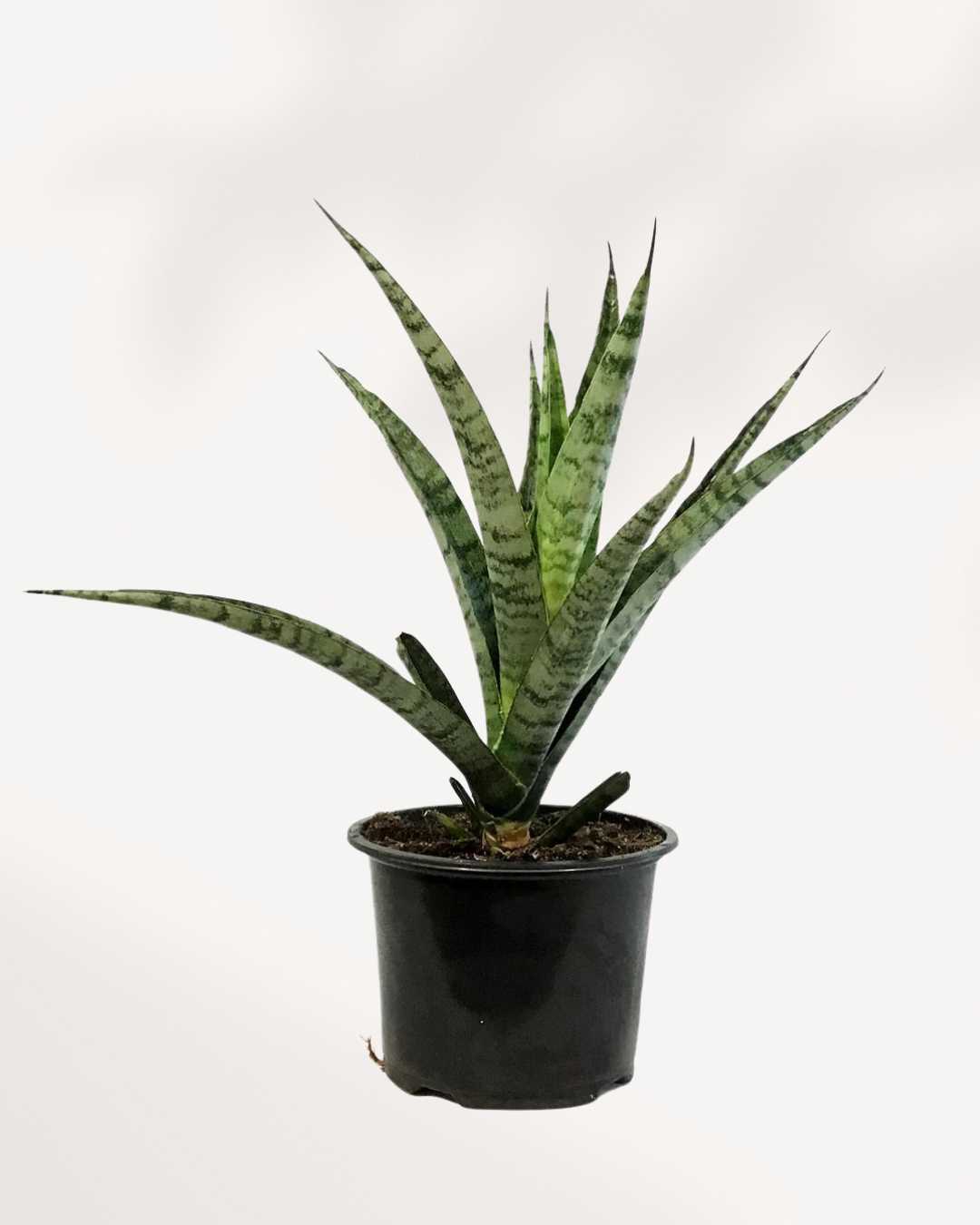 Sansevieria Javanica 6" Pot - Medium, front view of compact rosette