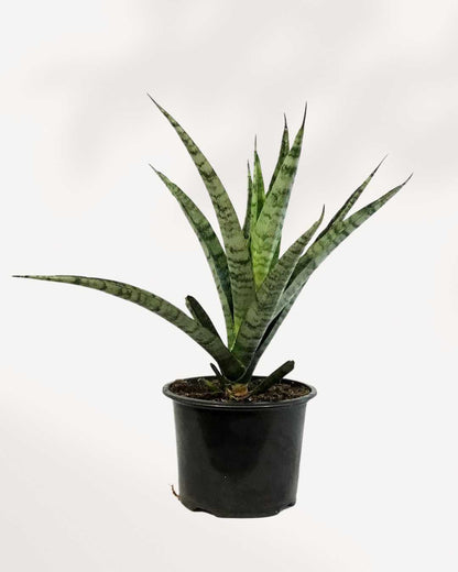 Sansevieria Javanica 6" Pot - Medium, front view of compact rosette