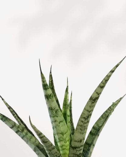 sansevieria javanica Sansevieria Javanica | Buy Online - Low-Maintenance Air-Purifying Plant | Mygreenscape