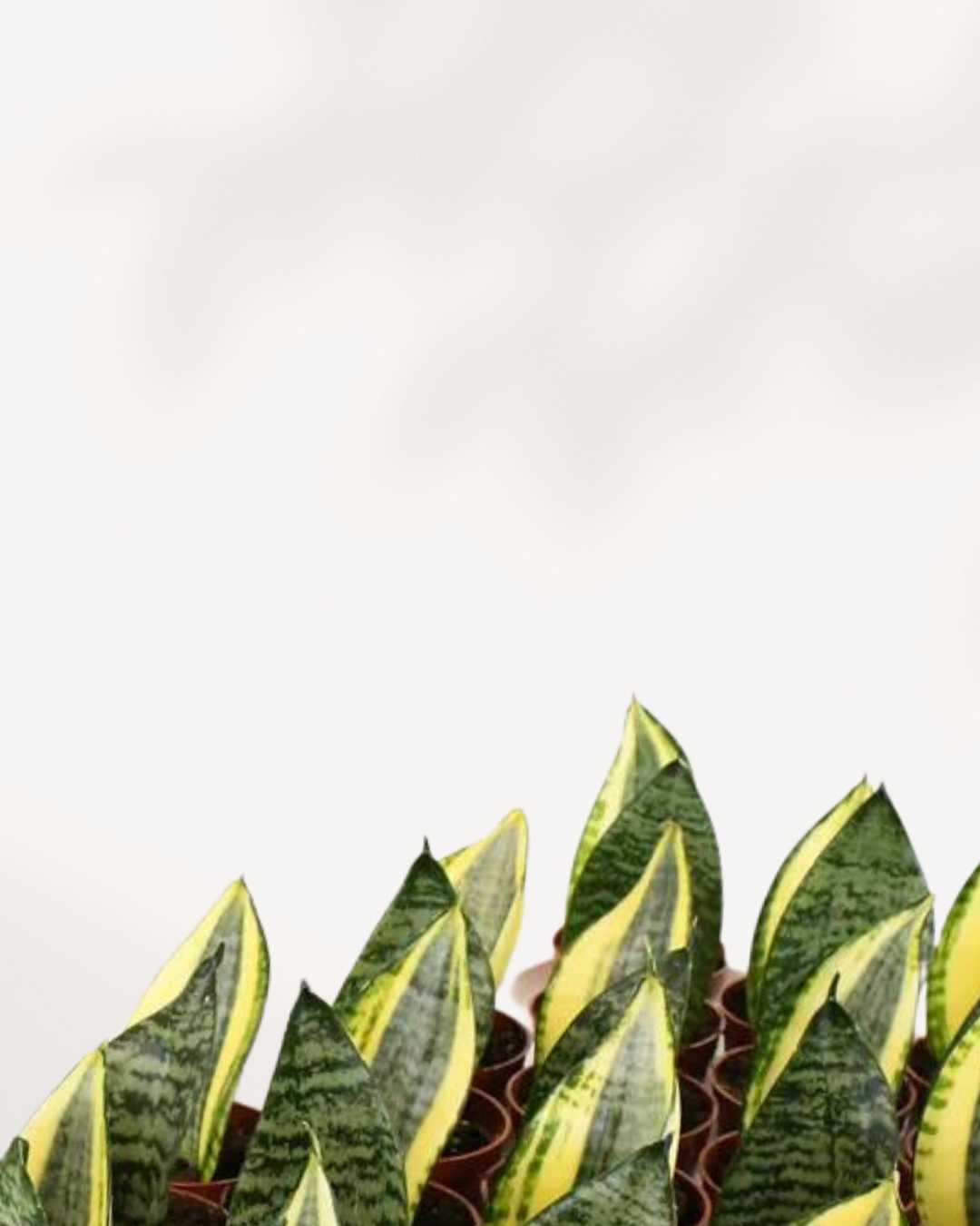 koi fin sansevieria Sansevieria Koi Fin - Variegated Foliage | Buy Online | Mygreenscape