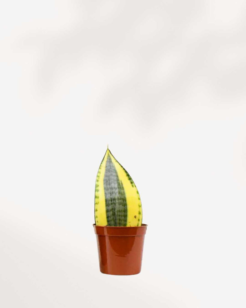 Sansevieria Koi Fin Varigated