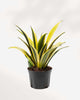 Sansevieria La Rubia 6" Pot - Medium (Expect some blemishes)