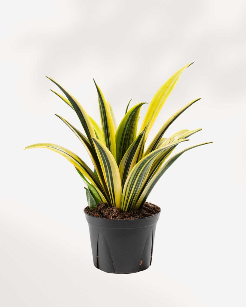 Sansevieria La Rubia 6" Pot - Medium (Expect some blemishes)