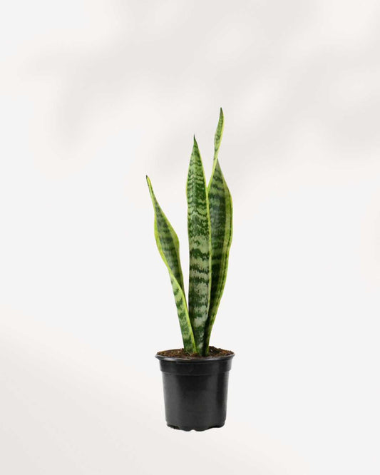 Sansevieria Laurentii | Buy Online