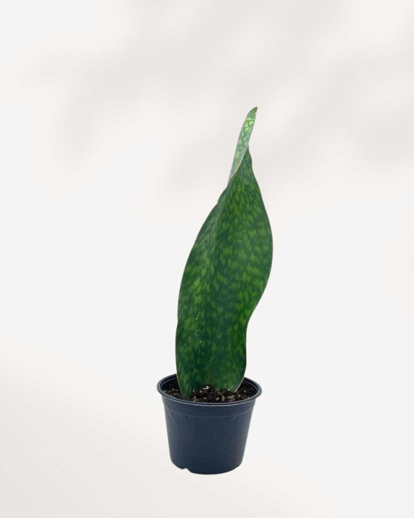 Sansevieria Masoniana Whale Fin