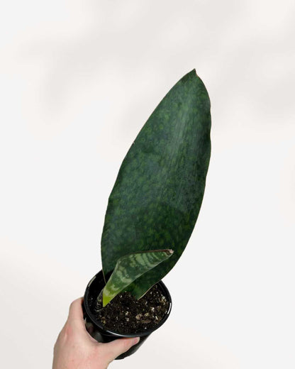 whale fin sansevieria canada Sansevieria Masoniana Whale Fin | Buy Online | Unique Indoor Plant | Mygreenscape