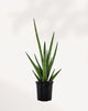 Sansevieria Mikado Bob Fernwood | Buy Online Pro Tip and Care Guide - Delivery from Toronto across Canada - Mygreenscape