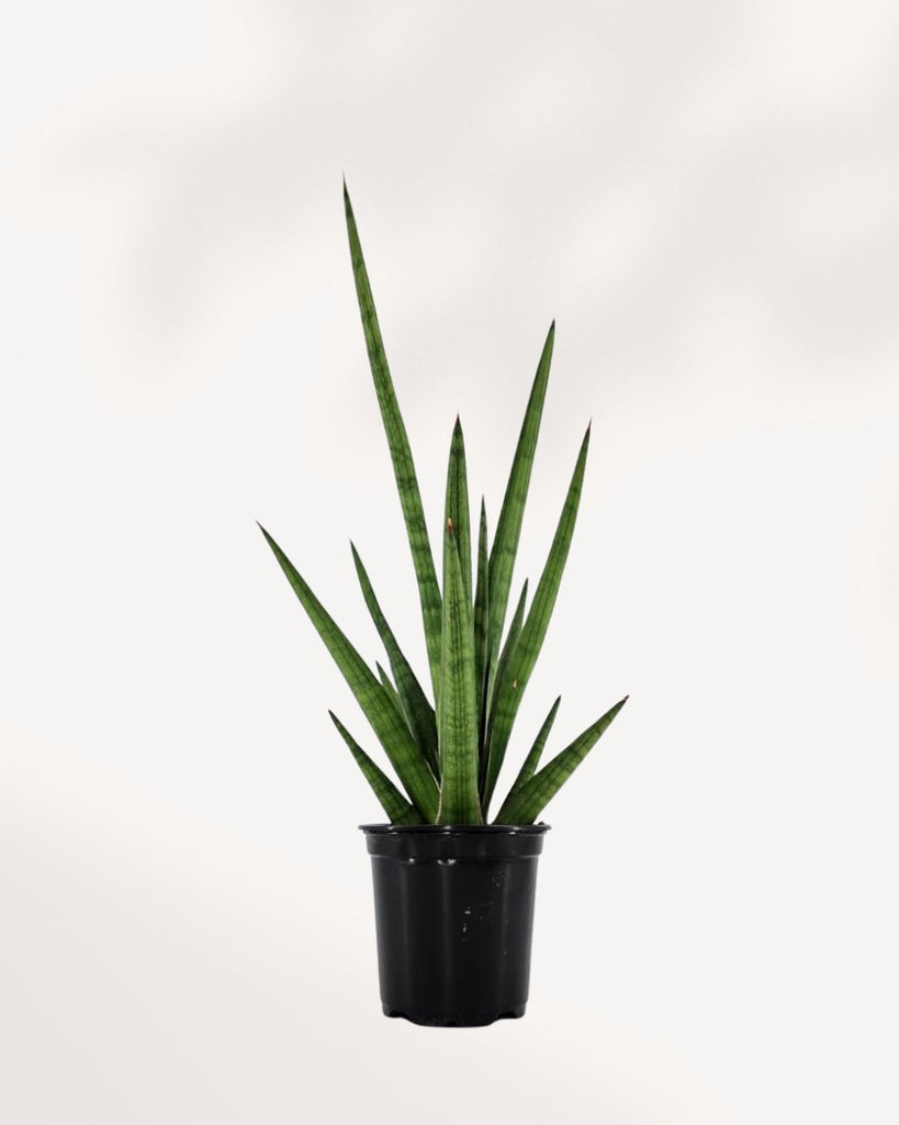 Sansevieria Mikado Bob Fernwood | Buy Online Pro Tip and Care Guide - Delivery from Toronto across Canada - Mygreenscape
