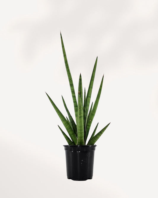 Sansevieria Mikado Bob Fernwood | Buy Online Pro Tip and Care Guide - Delivery from Toronto across Canada - Mygreenscape