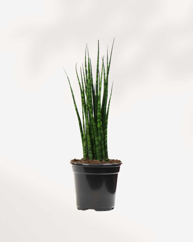 Sansevieria Fernwood Mikado 4" Pot - Small